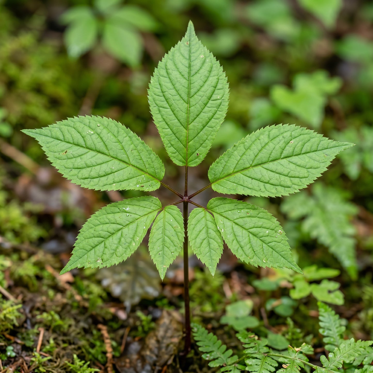 Ginseng Seeds Plant for Shaded Garden Growing