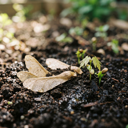 Maple Seeds Tree Plant for Garden Growing
