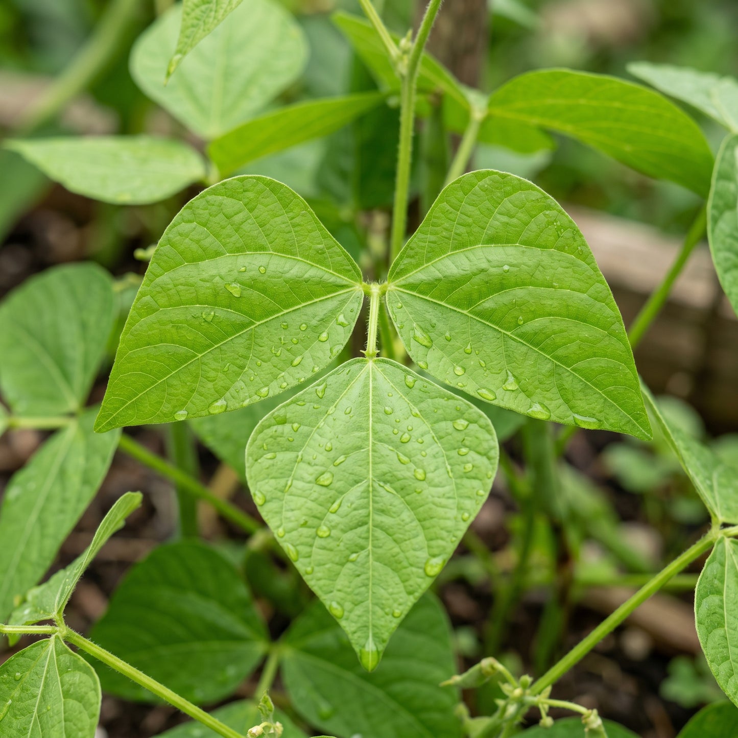 Bush Bean Seeds Vegetable Plant for Garden Growing