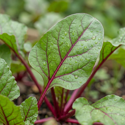Beet Seeds Root Vegetable Plant for Garden Growing