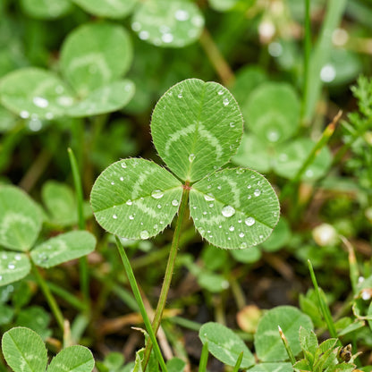 Clover Seeds Flower Plant for Garden Ground Cover