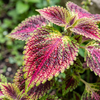 Coleus Seeds Foliage Plant for Indoor and Outdoor Growing
