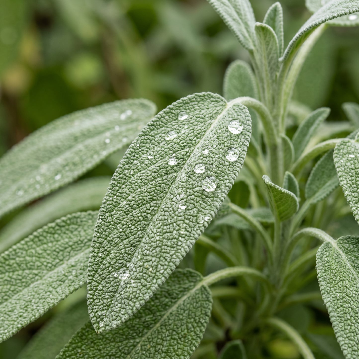 Sage Seeds Herb Plant for Garden Growing
