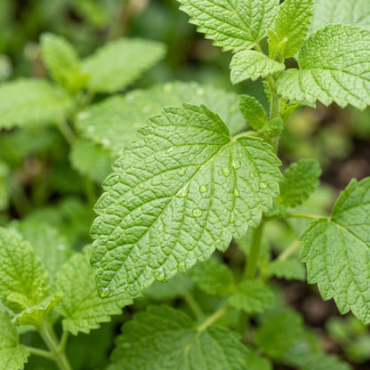 Lemon Balm Seeds Herb Plant for Garden Growing