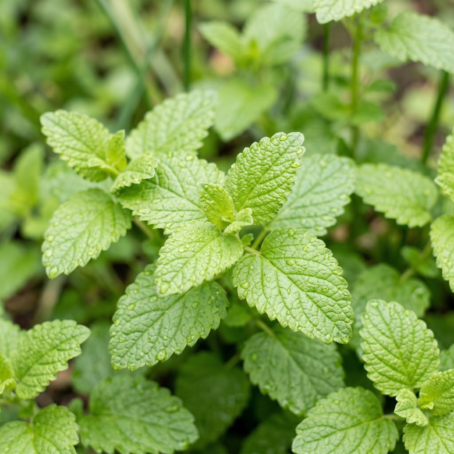 Lemon Balm Seeds Herb Plant for Garden Growing