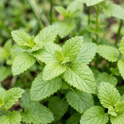 Lemon Balm Seeds Herb Plant for Garden Growing