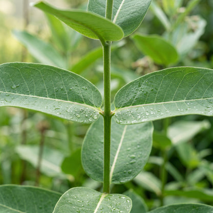 Milkweed Seeds Flower Plant for Garden Growing