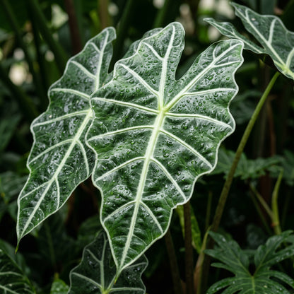 Alocasia Seeds Indoor Foliage Plant for Home Growing