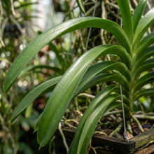 Vanda Orchid Seeds Flower Plant for Garden Growing