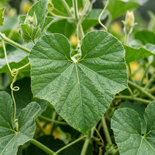 Calabash Seeds Vegetable Plant for Garden Growing