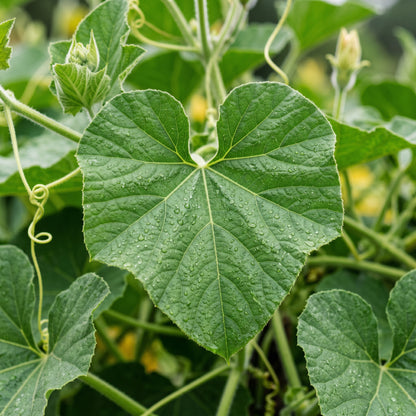 Calabash Seeds Vegetable Plant for Garden Growing