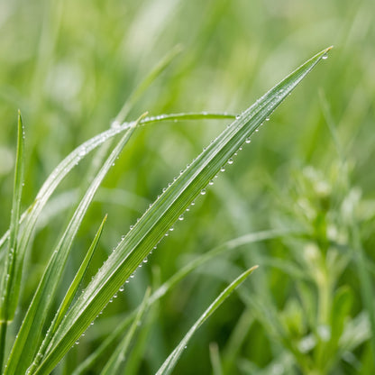 Ryegrass Seeds Lawn Grass for Garden and Landscape Growing