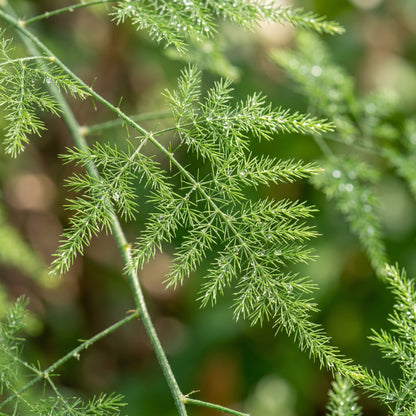 Asparagus Seeds Vegetable Plant for Garden Growing