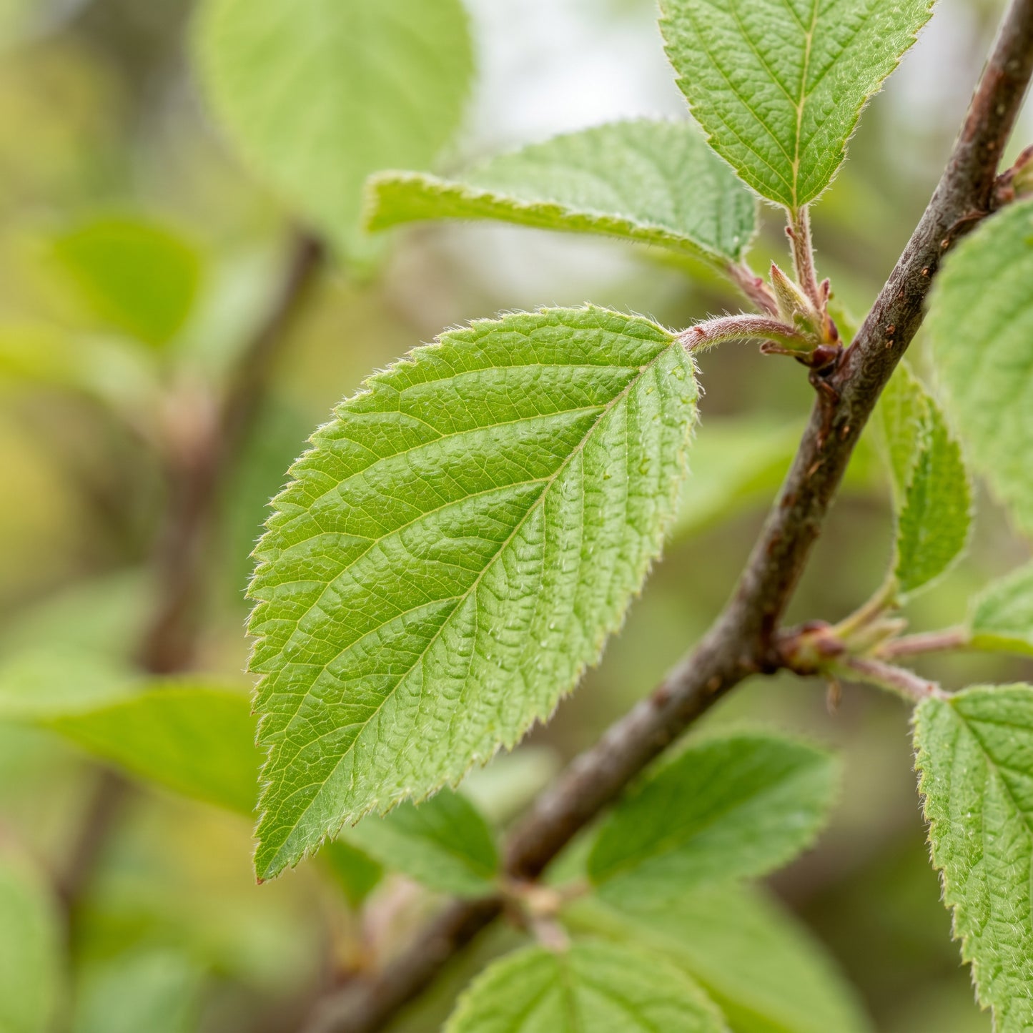 Black Chokeberry and Nanking Cherry Seeds for Garden Fruit Shrub Growing