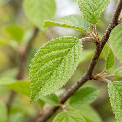 Black Chokeberry and Nanking Cherry Seeds for Garden Fruit Shrub Growing