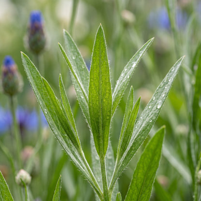 Blue Flower Seeds for Garden Growing