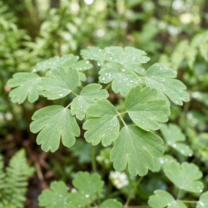 Columbine Seeds Flower Plant for Garden Growing