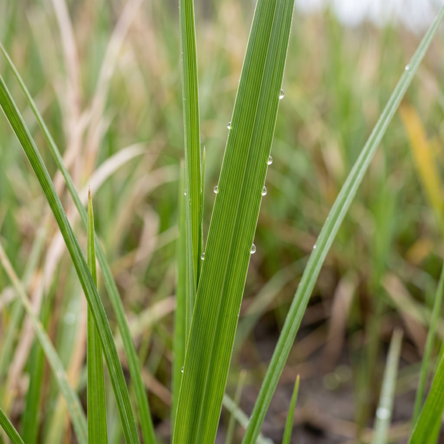 Reed Grass Seeds Lawn Plant for Garden Growing