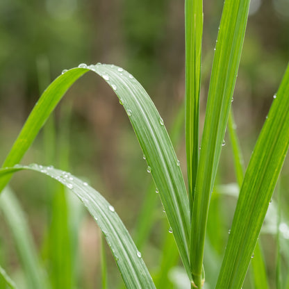 Reed Grass Seeds Lawn Plant for Garden Growing