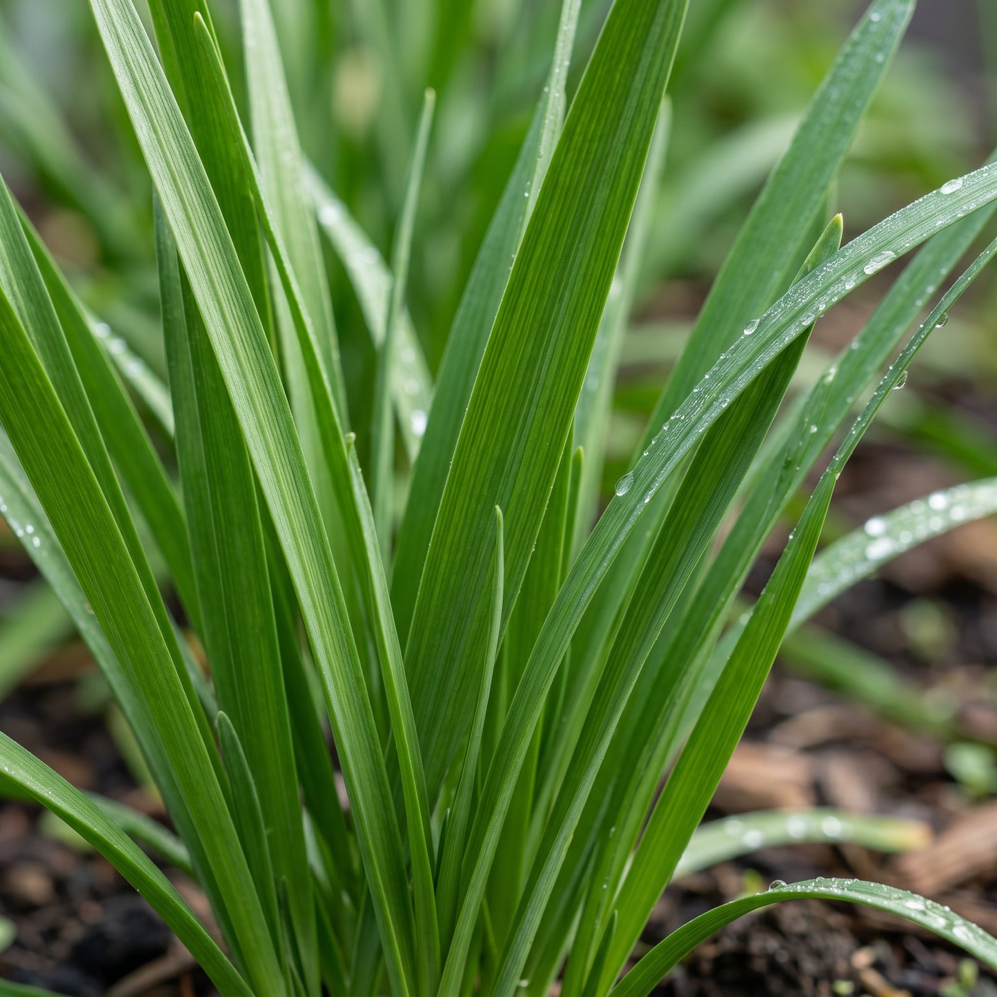 Garlic Chives Seeds Herb Plant for Garden Growing