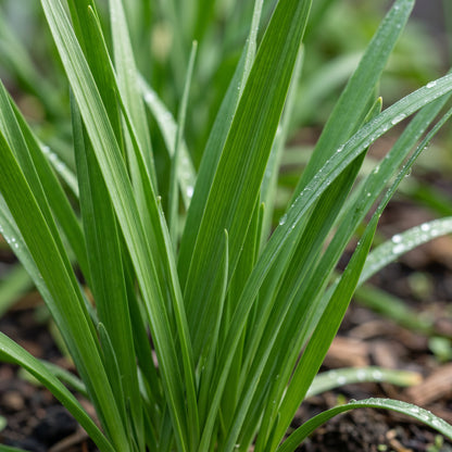 Garlic Chives Seeds Herb Plant for Garden Growing