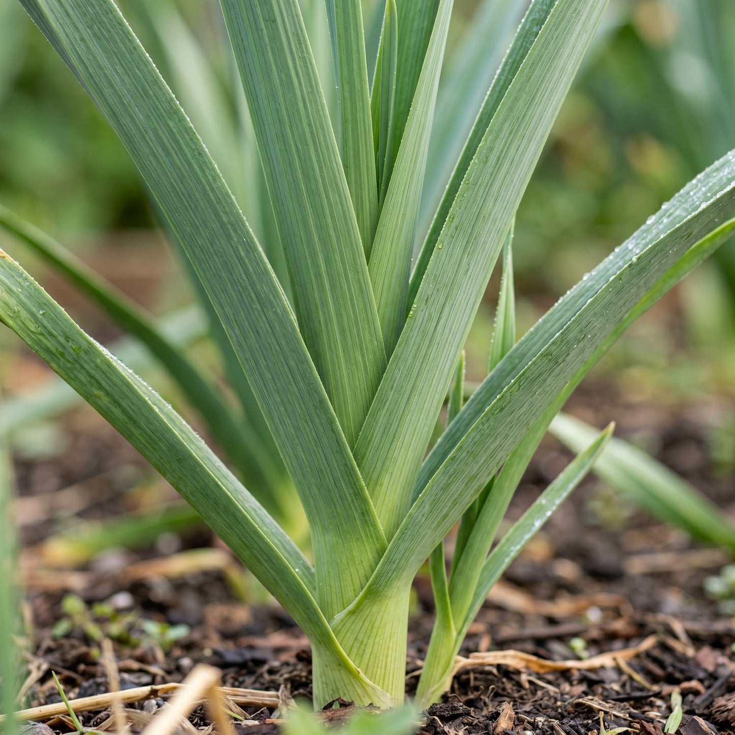 Leek Seeds Vegetable Plant for Garden Growing