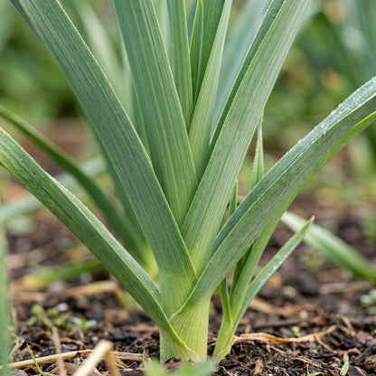 Leek Seeds Vegetable Plant for Garden Growing
