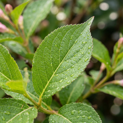 Weigela Seeds Flower Shrub for Garden Growing