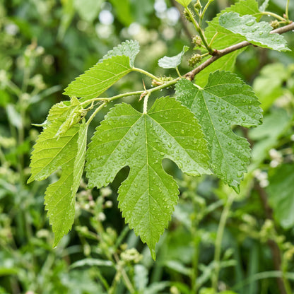 Mulberry Seeds Fruit Tree Plant for Garden Growing