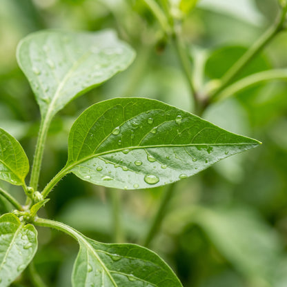 Jalapeno Pepper Seeds Vegetable Plant for Garden Growing