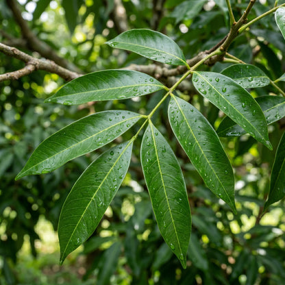 Lychee Fruit Seeds for Garden Growing