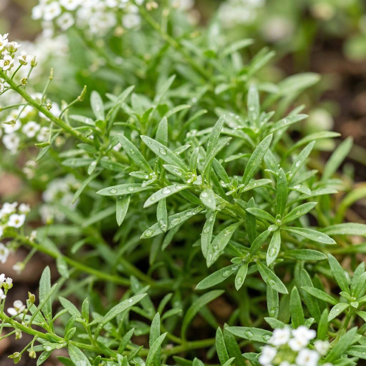 Alyssum Seeds Flower Plant for Garden Growing