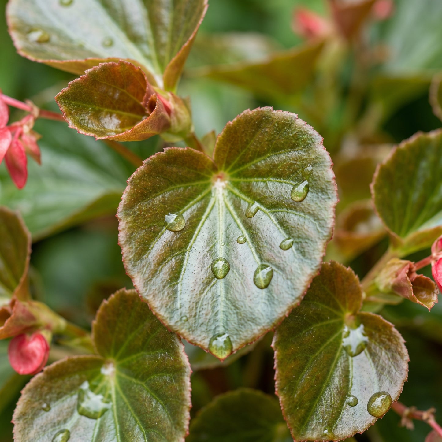 Begonia Seeds Flower Plant for Garden Growing