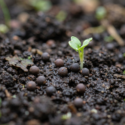 Cabbage Seeds Vegetable Plant for Garden Growing