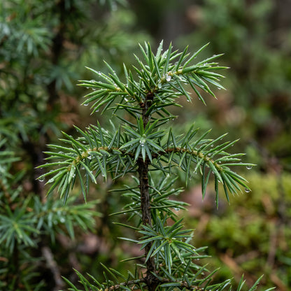 Juniper Seeds Tree Plant for Garden Growing