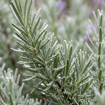 Lavender Seeds Herb Plant for Garden Growing