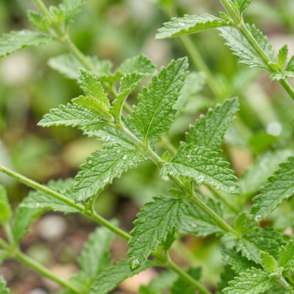 Verbena Seeds Flower Plant for Garden Growing