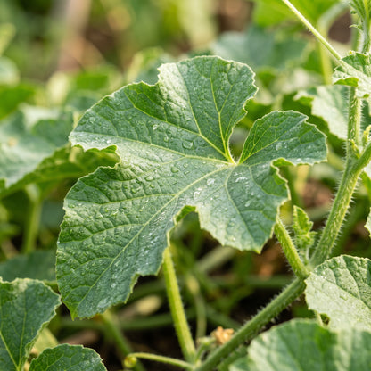 Melon Seeds Fruit Plant for Garden Growing