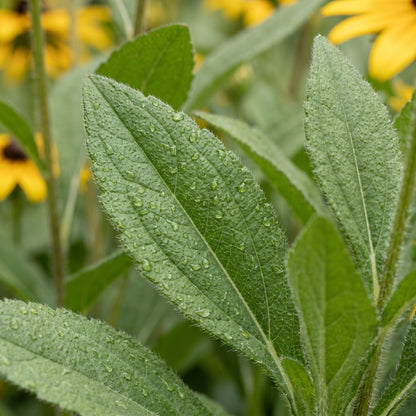 Black Eyed Susan Seeds Flower Plant for Garden Growing