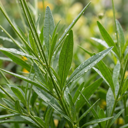Coreopsis Seeds Flower Plant for Garden Growing