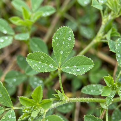 Alfalfa Seeds for Garden and Field Growing
