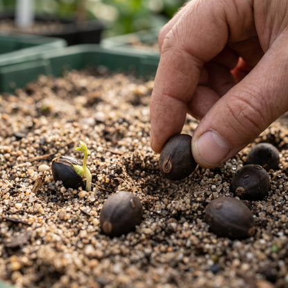 African Baobab Tree Seeds for Planting