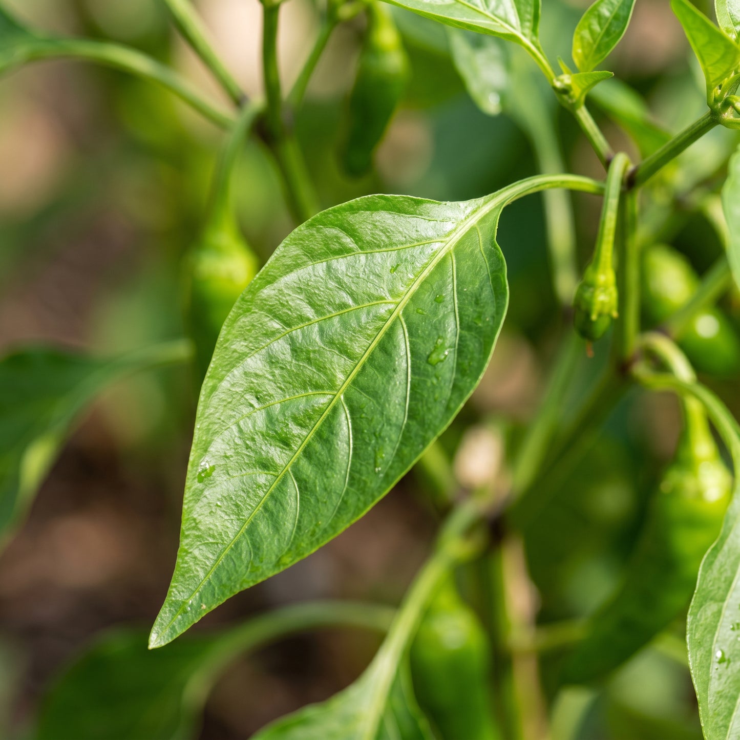 All Season Hybrid Sweet Banana Pepper Seeds for Planting