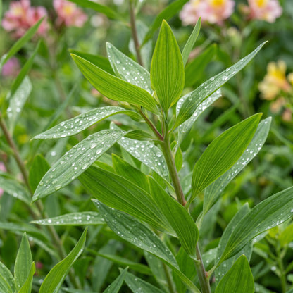 Alstroemeria Flower Seeds – Peruvian Lily Perennial Flower Seeds