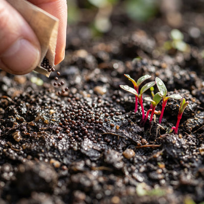 Amaranth Seeds – Red & Green Garden Plant