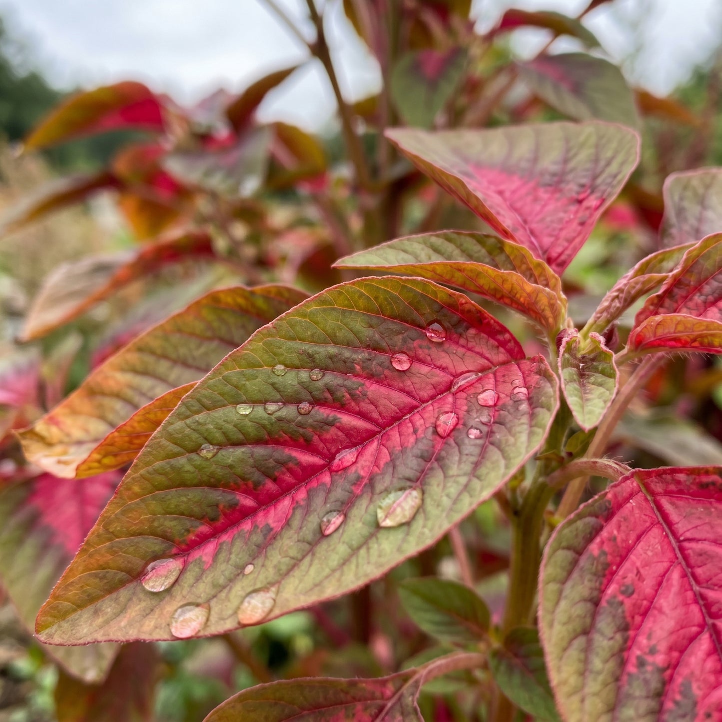 Amaranth Seeds – Red & Green Garden Plant