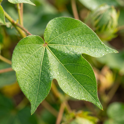 American Cotton Seeds – Gossypium Hirsutum Plant