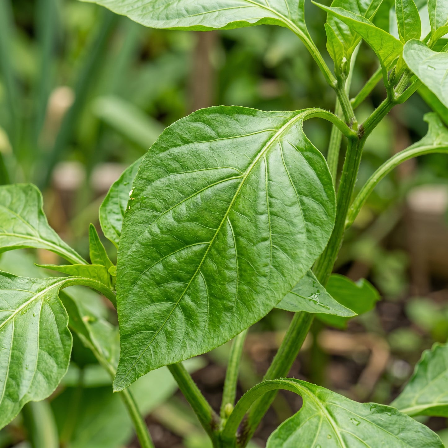 Ancho Gigantea Pepper Seeds – Pepper Seeds for Home Garden
