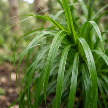 Angel's Fishing Rods (Dierama) Seeds for Planting
