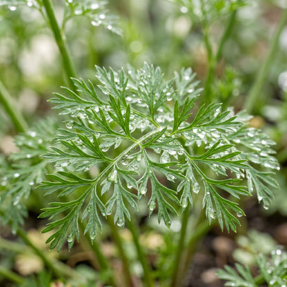 Anise Seeds (Pimpinella anisum) – Sweet Anise Herb Seeds